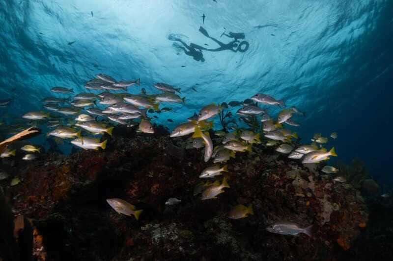 Isla Mujeres: Snorkel Tour at Musa and Manchones Reef - Should You Book The Musa And Manchones Tour?