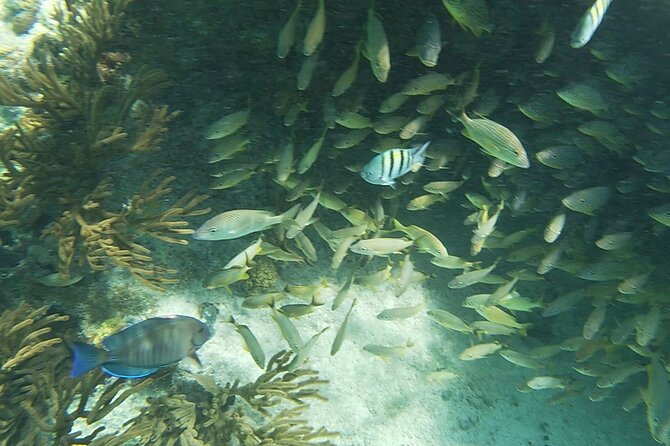 Isla Mujeres Snorkeling Adventure at the Underwater Museum - The natural reef is the strongest stop for marine life