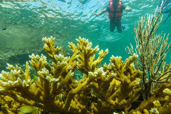 Isla Mujeres Snorkeling Tour Adventure - Ceviche, snacks, and the promised margarita