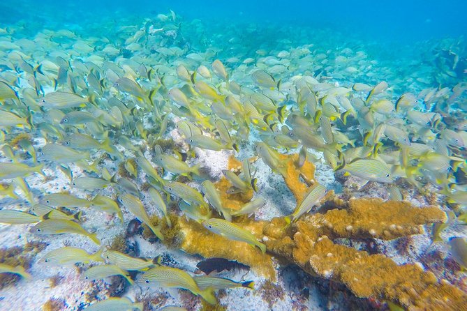 Isla Mujeres Snorkeling Tour Adventure - Is $58.74 a good value?