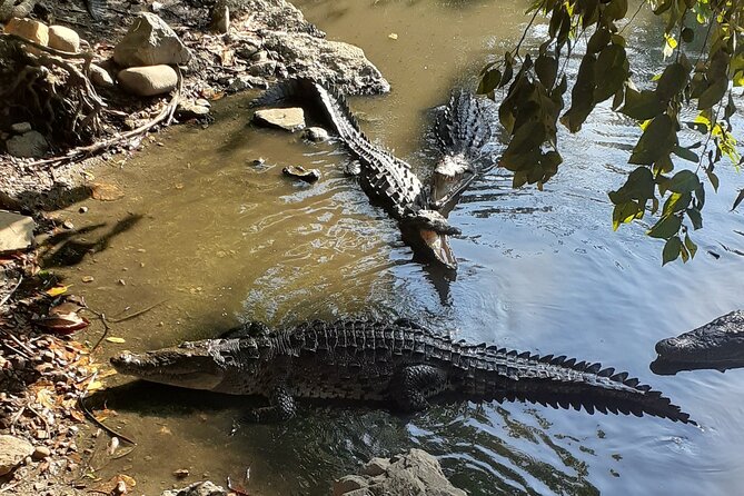 Ixtapa Island Tour - Starting at Linda Lagoon with birds and crocodiles