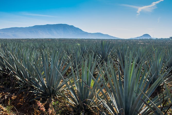 José Cuervo Tequila Day Experience from Guadalajara - Tequila town: UNESCO status, local time, and a tight schedule