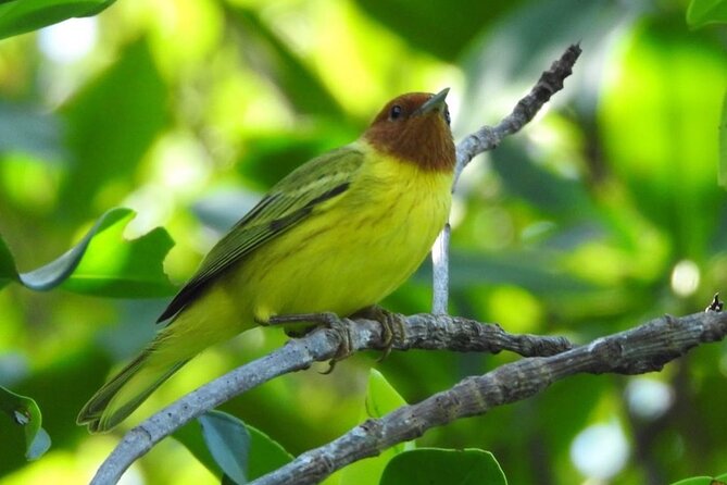Kayak adventure through Laguna Nichupté in Cancun - The bird tree and the best chance for wildlife