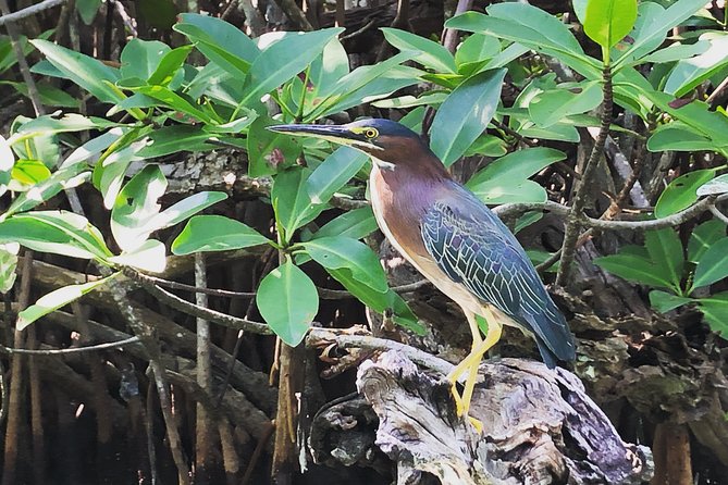 Kayak adventure through Laguna Nichupté in Cancun - Learning how mangroves support the coast