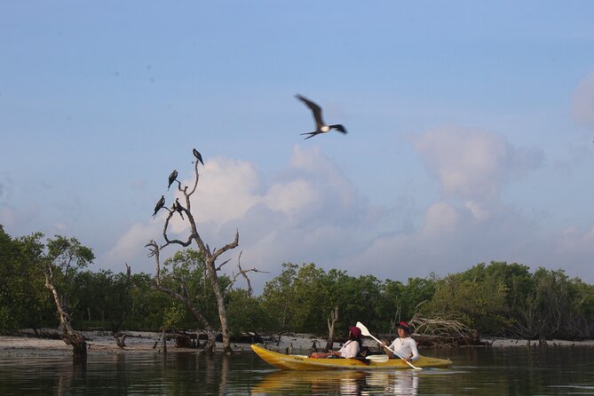 Kayak Mangroves Sunrise Experience - Practical advice for a smoother morning