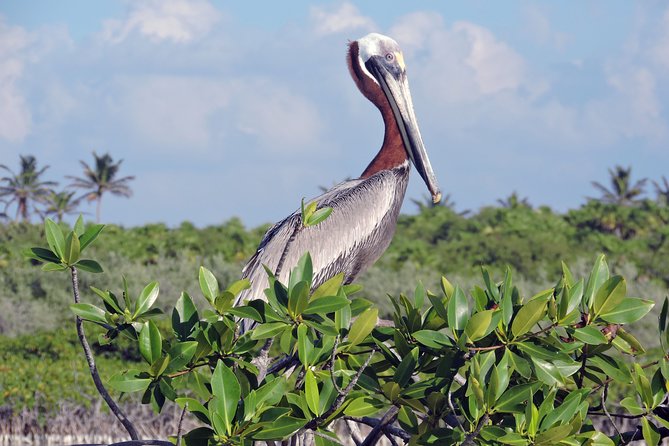 Kayak Sian Ka’an Biosphere Reserve Sunset Tour - What to bring for a comfortable paddle