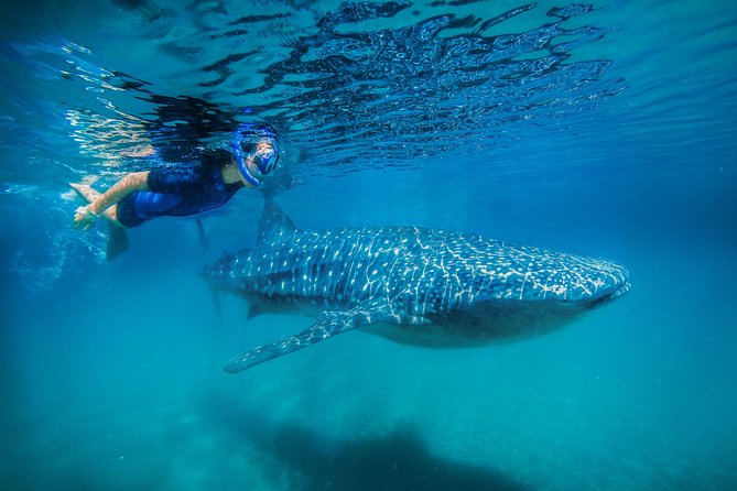 La Paz Whale Shark Snorkeling Tour and Lunch From Los Cabos - Reaching La Paz and the Malecon
