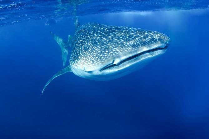 La Paz Whale Shark Snorkeling Tour and Lunch From Los Cabos - What happens if conditions change