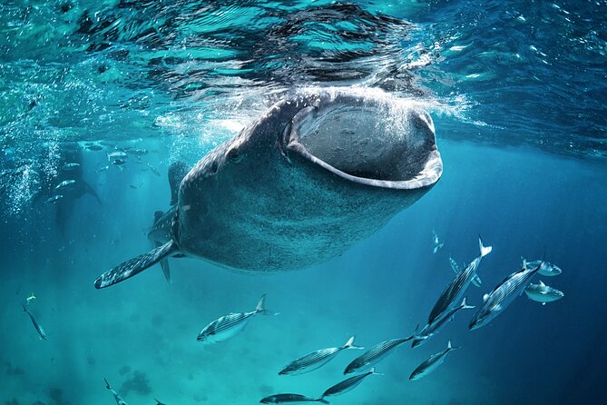 La Paz Whale Shark Snorkeling Tour and Lunch From Los Cabos - Rest time, wildlife, and the return to shore