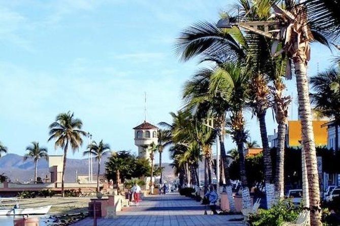 La Paz Whale Shark Snorkeling Tour and Lunch From Los Cabos - Who should book this day trip?