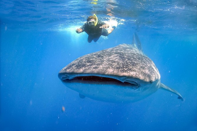 La Paz Whale Shark Snorkeling Tour and Lunch From Los Cabos - How to get the best day possible