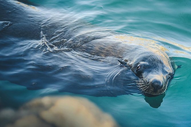 Land’s End Experience – Arch, Beaches & Marine Life - Why Land’s End is worth seeing from the water