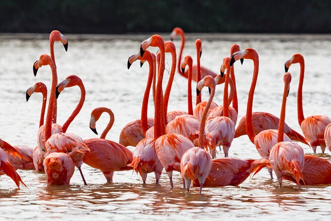 Las Coloradas Pink Lake & Rio Lagartos Guided Tour - Seafood lunch at Restaurante Los Negritos