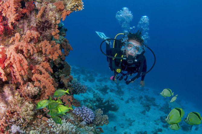 Learn to Scuba Dive in Cabo San Lucas with PADI - Why this works well for a first scuba experience
