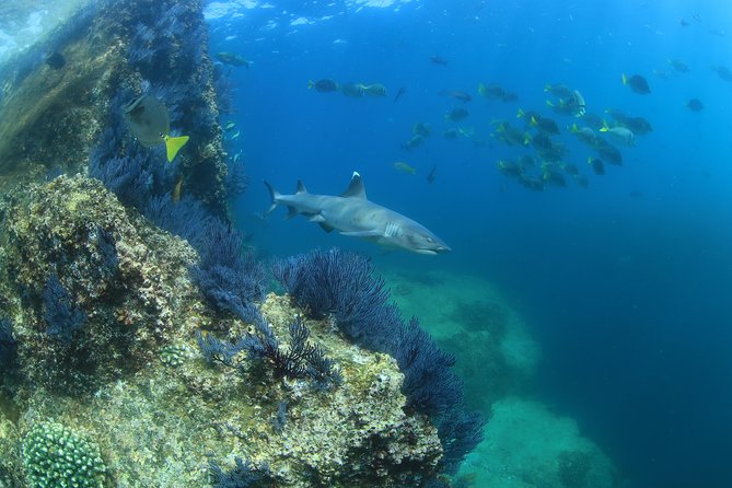 Learn to Scuba Dive in Cabo San Lucas with PADI - The real cost of this Cabo activity