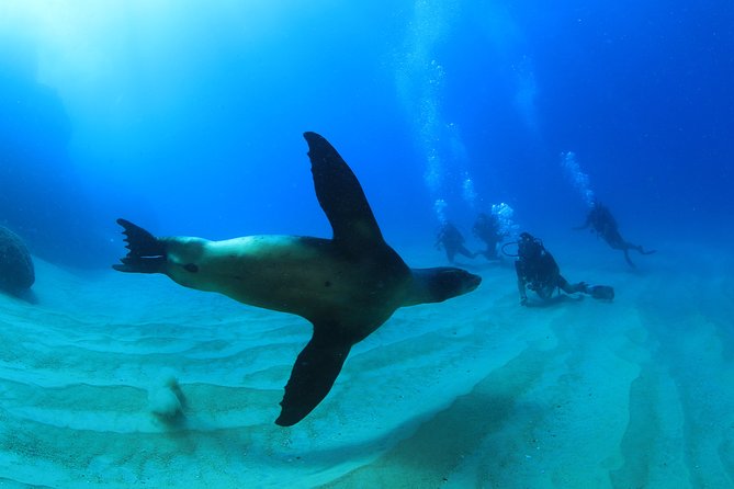 Learn to Scuba Dive in Cabo San Lucas with PADI - Who should book this experience