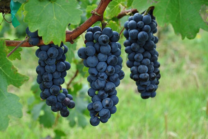 Local Vineyard Tour & Wine Tasting at the Independence Valley - Is $99 a fair price?