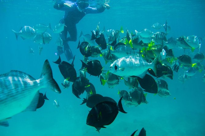 Los Cabos Snorkeling Tour to Chileno Bay and Santa Maria Cove - What the three-hour schedule feels like