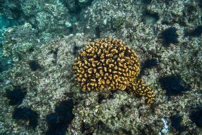 Los Cabos Snorkeling Tour to Chileno Bay and Santa Maria Cove - What is included for the $95 price