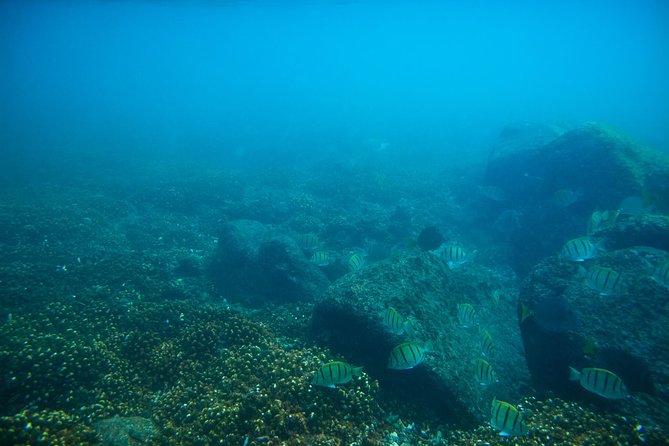 Los Cabos Snorkeling Tour to Chileno Bay and Santa Maria Cove - Morning or afternoon?