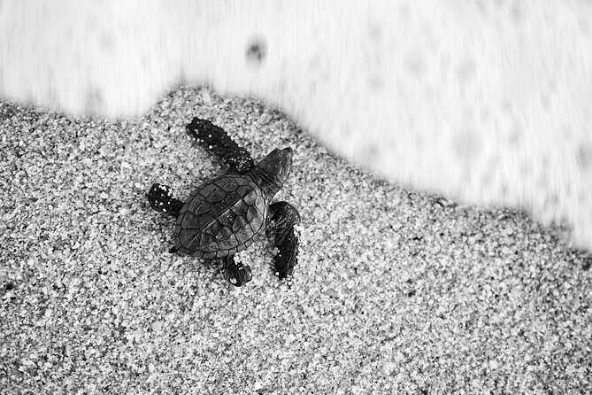 Los Cabos turtle release conservation program - Key points to know before booking