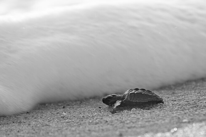 Los Cabos turtle release conservation program - Rancho Carisuva, where the conservation story begins