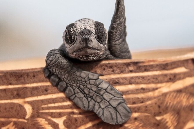 Los Cabos turtle release conservation program - The baby turtle release at sunset