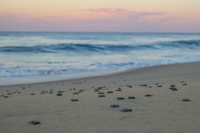 Los Cabos turtle release conservation program - The real schedule is longer than four hours