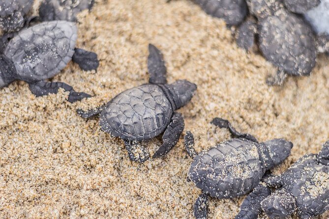 Los Cabos turtle release conservation program - What the $85 price really buys you