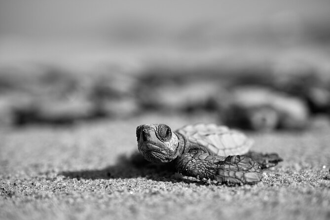 Los Cabos turtle release conservation program - Is the turtle release worth booking?