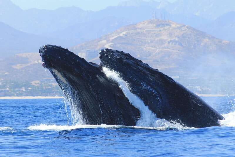 Los Cabos: Whale Watching (Transport and Pictures Included) - Key details that shape the experience