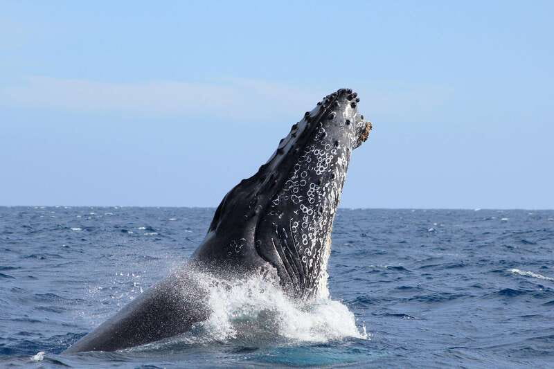 Los Cabos: Whale Watching (Transport and Pictures Included) - Boarding at the Cabo San Lucas Marina