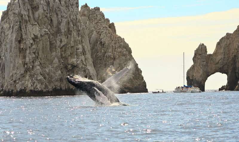 Los Cabos: Whale Watching (Transport and Pictures Included) - Two hours searching the Gulf of California