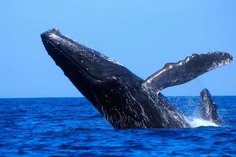 Los Cabos: Whale Watching (Transport and Pictures Included) - Included photos let you watch the water