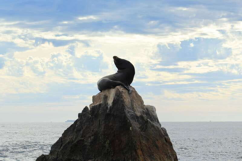 Los Cabos: Whale Watching (Transport and Pictures Included) - Comfort, food, and the seasickness question