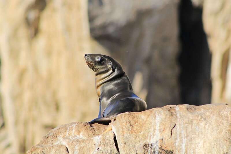 Los Cabos: Whale Watching (Transport and Pictures Included) - Hotel pickup saves time across Los Cabos