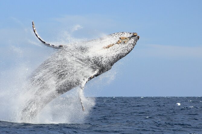 Los Cabos Whale Watching (Transportation and Pictures Included) - What Makes This Cabo Whale Tour Worth Considering