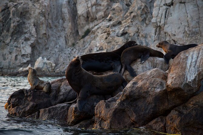 Los Cabos Whale Watching (Transportation and Pictures Included) - The Best Time to Go: Early Morning Has an Edge