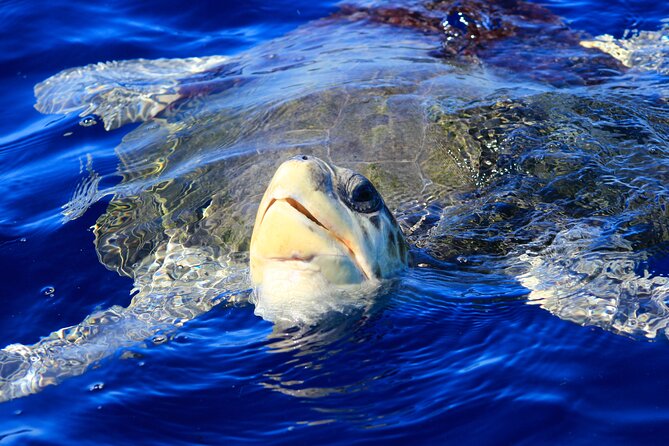 Los Cabos Whale Watching (Transportation and Pictures Included) - A Covered Panga With Room to Look Around