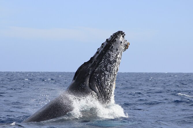 Los Cabos Whale Watching (Transportation and Pictures Included) - Why the Included Photos Add Real Value