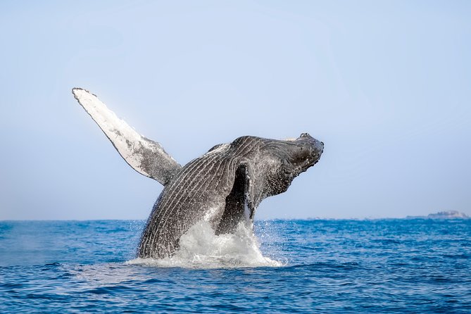Luxury Catamaran Whale Watching Cabo San Lucas - Two hours in the Sea of Cortez