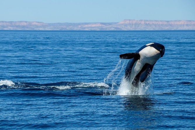 Luxury Catamaran Whale Watching Cabo San Lucas - What is served on the catamaran