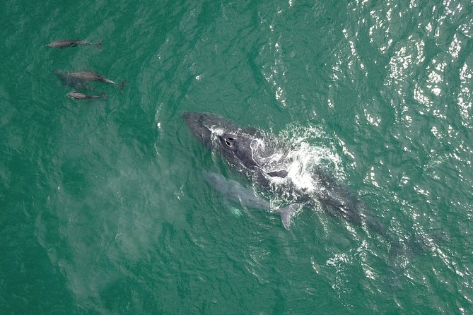 Luxury Catamaran Whale Watching Cabo San Lucas - How much value do you get for $129?