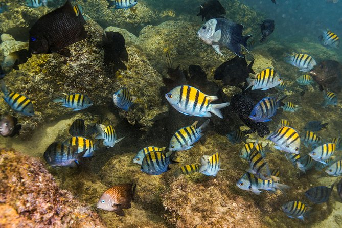 Magical Cenote and Paradise Lagoon Snorkeling Adventure - The guides make the short schedule work