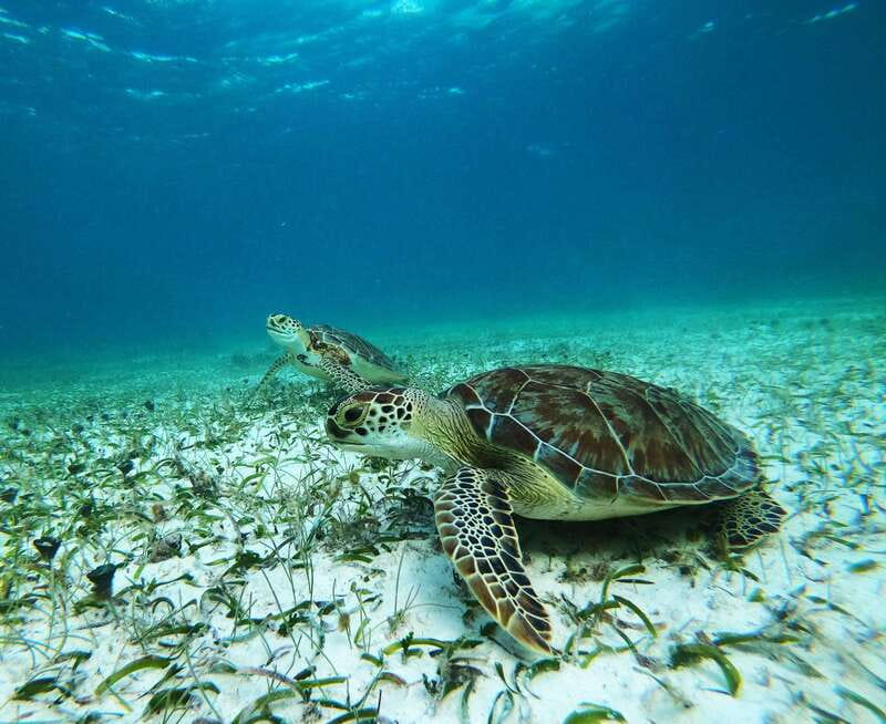 Mahahual: Snorkel Tour in Reef Lagoon - Key points to know before booking