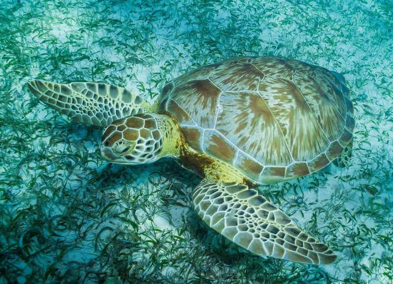 Mahahual: Snorkel Tour in Reef Lagoon - Starting at Blue Kay near Mahahual’s beach