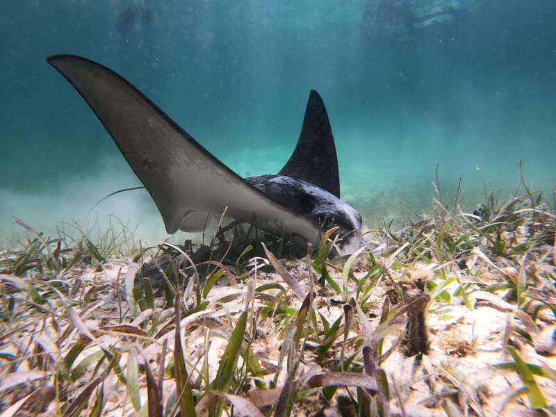 Mahahual: Snorkel Tour in Reef Lagoon - Ten minutes by speedboat to the reef lagoon