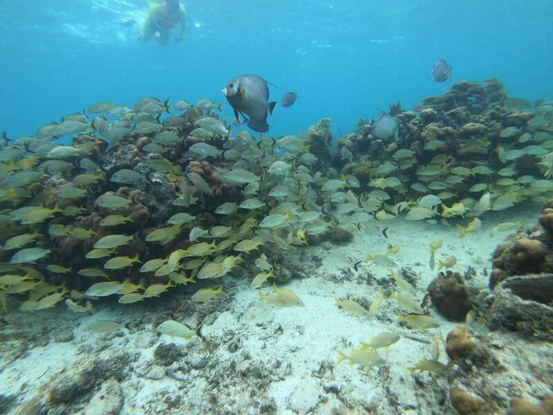 Mahahual: Snorkel Tour in Reef Lagoon - Why the shallow lagoon works for newer snorkelers