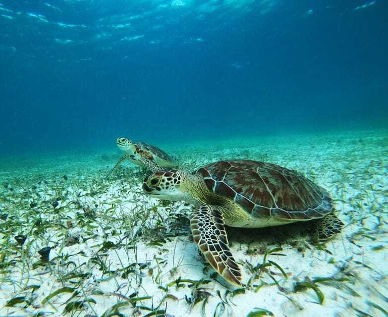 Mahahual: Snorkel Tour in Reef Lagoon - What the price includes at $37