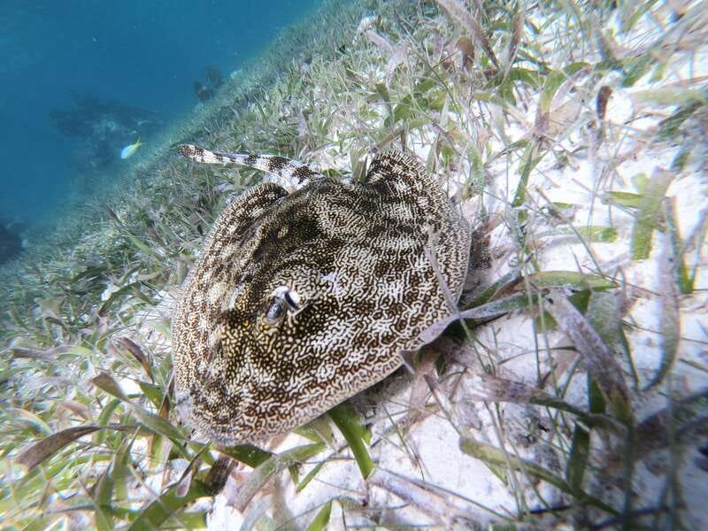 Mahahual: Snorkel Tour in Reef Lagoon - Who will get the most from this outing